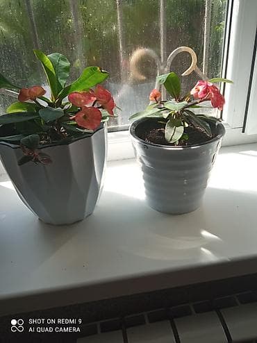 Дом и сад: Комнатные растения в горшках 1) Молочай Миля (Euphorbia milii — 4
