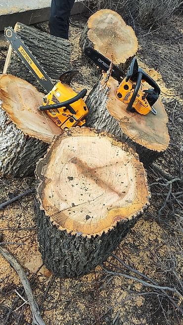 леса турецкие: Спил Дерево Профессиональные работы по деревьям - Высотная обрезка и — 2