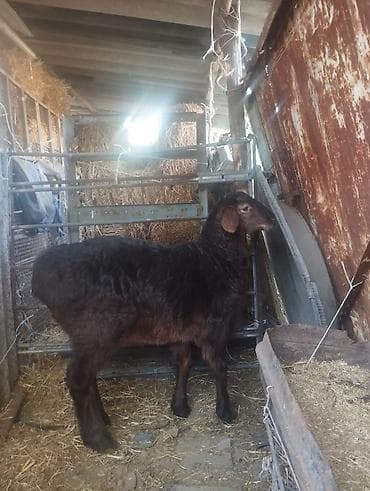баран матка: Продаю | Баран (самец) | Арашан | Для разведения | Осеменитель — 2