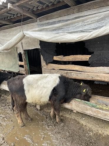 Другие животные: Продаю | Музоо, торпок | На откорм — 2