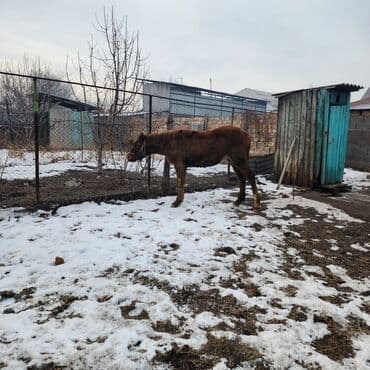 белый мёд: Продаю | Конь (самец), Жеребенок | Английская, Полукровка | Конный спорт, Для разведения — 6