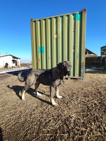 Ит кууту: Кыргыз добот Крупная сторожевая собака, типаж — 3