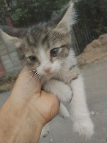 кошка бесплатная: Котёнок, короткошёрстный, окраса табби с белым: - Шёрстка — 2