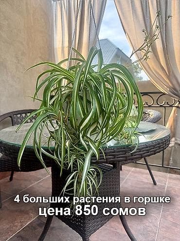 бонн: Хлорофитум «Бонни» и Драцена Лемон Лайм Хлорофитум «Бонни» Цены: - — 4