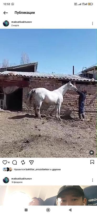 красно датская: Продаю | Жеребенок | Английская, Полукровка | Для разведения, Конный спорт — 9