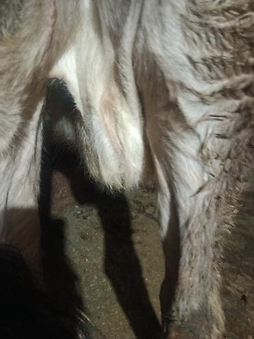 тоок сатам: Сатам | Уй (ургаачы) | Сүт алуу үчүн | Асыл тукумдуу — 3