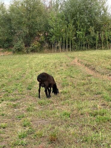 продам козу дойную: Продаю | Овца (самка) | Для разведения | Ярка — 7