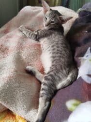 купить породистых котят: Ориентальная, 2 месяца, Мальчик, Белый, Приучена к лотку, Проглистована, С документами — 12