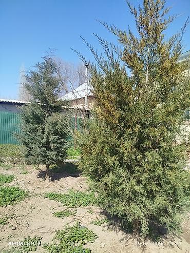 мал караганы: Можжевельники (садовые хвойные) - Крупномерные кустарники/деревья — 1