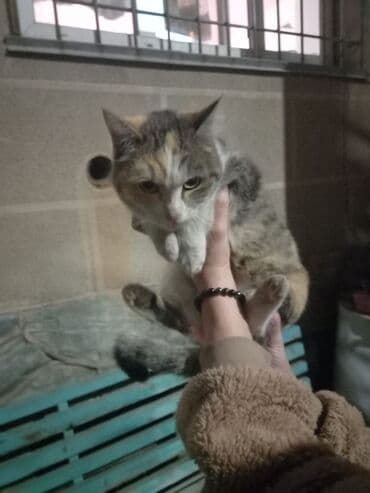 отдам котёнка в добрые руки: Беспородная, 5 месяцев, Девочка, Белый, Кастрирована, Приучена к лотку, Проглистована — 6