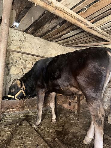 где купить кошку в бишкеке: Продаю | Бык (самец) | Привязанные — 3