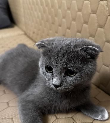 Скотиш Фолд (Шотландская вислоухая), 2 месяца, Мальчик, Серый, Приучена к лотку — 2