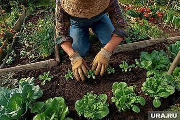 отель бишкеке: Посадка овощей, зелени и работы в огороде под ключ! 🌱🥕🍅 Ищете, кто — 3