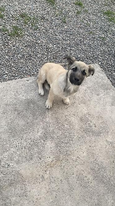 сколько стоит шарпей щенок: Щенок среднего размера, короткошёрстный, светло-песочного окраса с — 5