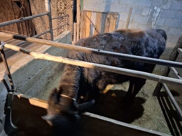 в добрые руки собаку: Продаю | Бык (самец), Тёлка | На забой — 3