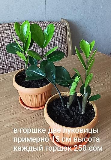Есть два горшка по 250 Есть два горшка - по 600 и по 400. Замиокулькас