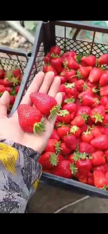 купить клубнику оптом: Кулпунай — 1