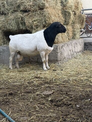 сколько стоит собака породы корги: Продаю | Баран (самец) | Для разведения | Племенные — 2