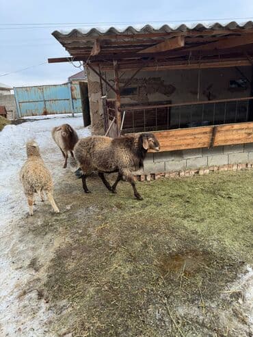 каракол животное: Сатам | Кочкор (эркек) | Аргын | Союуга — 10