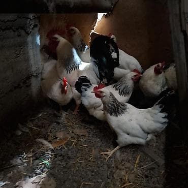 куры несушки хай лайн: Продаю | Куры | Несушки — 1