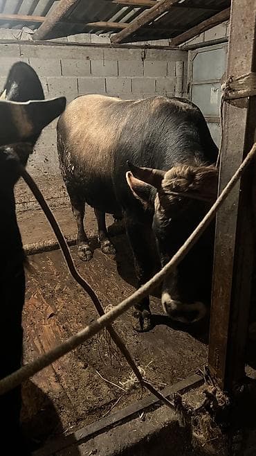 корым: Продаю | Бык (самец) — 9