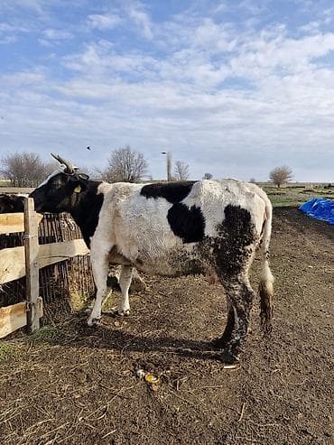 Башка жаныбарлар: Сатам | Уй (ургаачы) | Көбөйтүү үчүн — 1