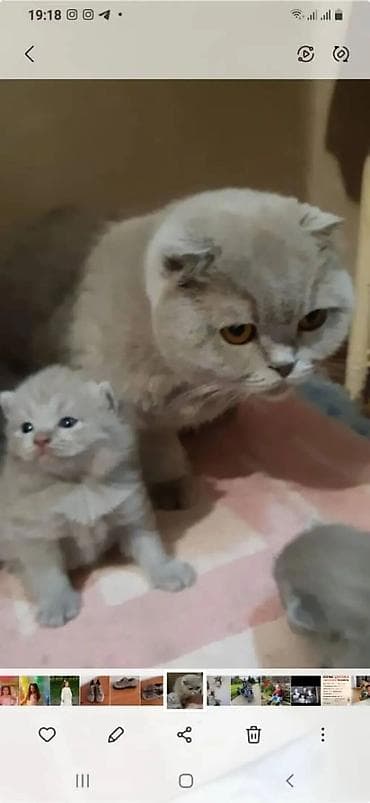 вислоухие шотландские котята: Готовятся к продаже котята (скоттиш страйт и скоттиш фолд девочки — 5