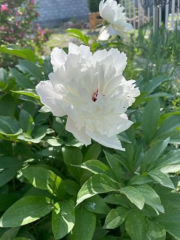 тай полукровка: Продаю пионы — 3