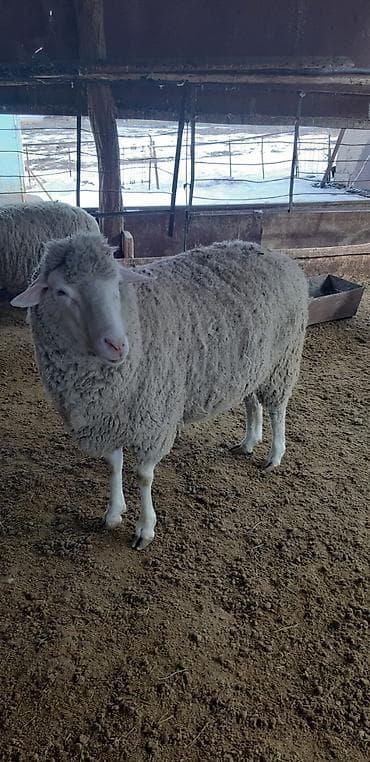 Другие животные: Продаю | Овца (самка) | Меринос | На забой | Кастрированные — 2