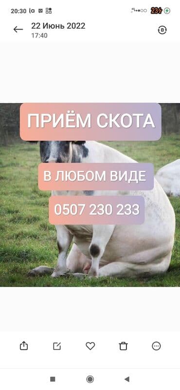 купить измельчитель травы и сена: Куплю | Коровы, быки, Лошади, кони, Другие с/х животные | Круглосуточно, Любое состояние, Забитый — 1