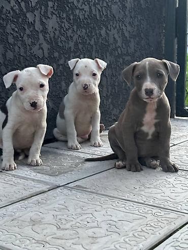 рр питбуль: Питбуль, 1 месяц, Самец — 3