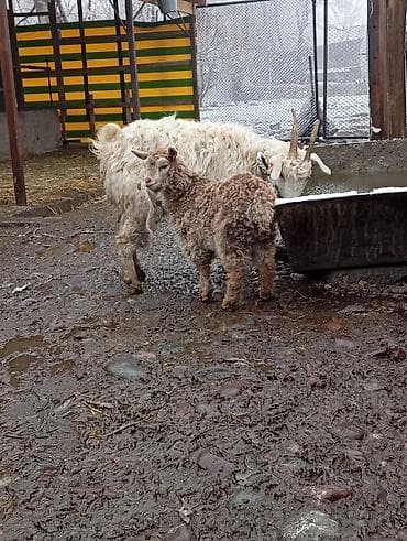 козу: Продаю | Коза (самка), Козлёнок | Зааненская | На забой, Для разведения, Для молока — 1