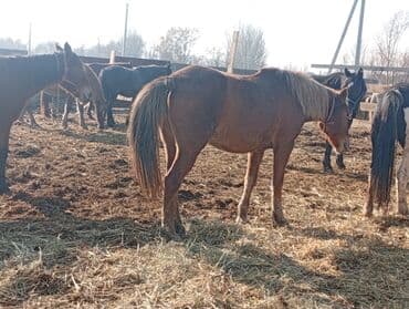 кролик декоративные: Продаю | Жеребенок | Для разведения | Племенные — 11