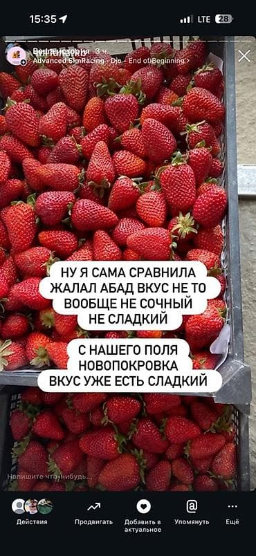 арбузы с поля: Клубника В розницу — 5