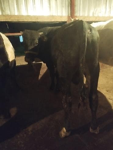 Продаю | Бык (самец)