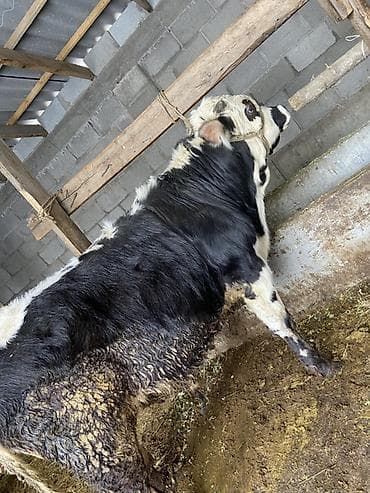 Услуги ветеринара: Продаю | Бык (самец) — 4