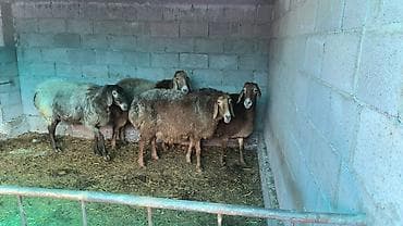 продаю хомяка: Продаю | Овца (самка) | Арашан | Для разведения | Матка — 2