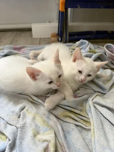 cat sofa: Белоснежные котята-близнецы - Окрас: ушки и хвостик другого цвета — 3