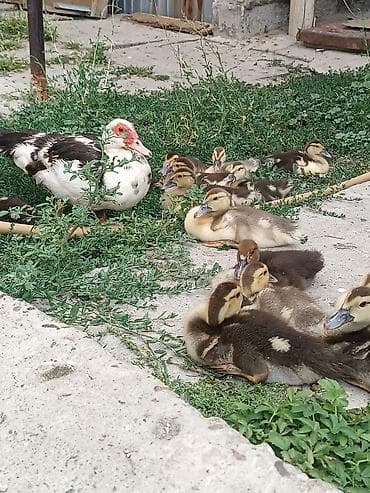 даканы яйца: Продаю утку с утятами домашний Мускусные утята (индоутки) - Порода — 3