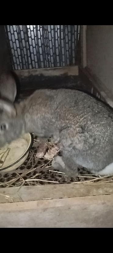 баран живой: Кролики белые по 900 сом А серые по 1500 — 1