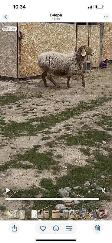 сколько стоит бараны: Продаю | Овца (самка) | Для разведения | Матка — 4