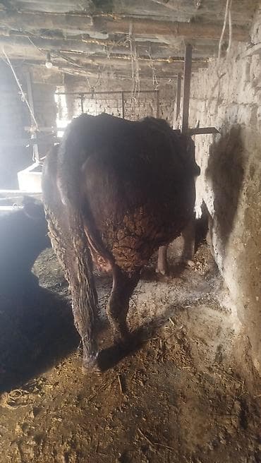 чк тай: Продаю | Бык (самец) | На откорм | Привязанные — 2