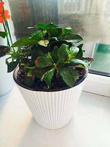 цветы в горшочке: Гардения жасминовидная в горшке - Ароматное комнатное растение с — 3