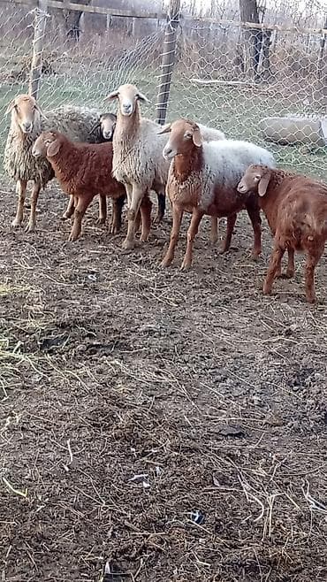 романовский порода: Продаю | Баран (самец) | Арашан — 2