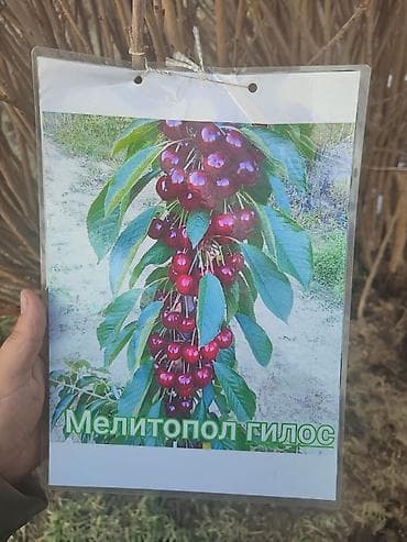 Саженцы плодовых деревьев (разные сорта) - Черешня «Мелитополь at lalafo.kg Саженцы плодовых деревьев (разные сорта) - Черешня «Мелитополь