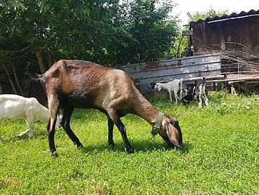 дойный коза: Продаю | Коза (самка), Козлёнок | Нубийская — 4