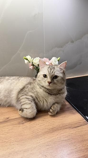 scottish fold: Скотиш Страйт (Шотландская прямоухая), 1 год, Девочка, Серебристая шиншилла, Приучена к лотку — 1