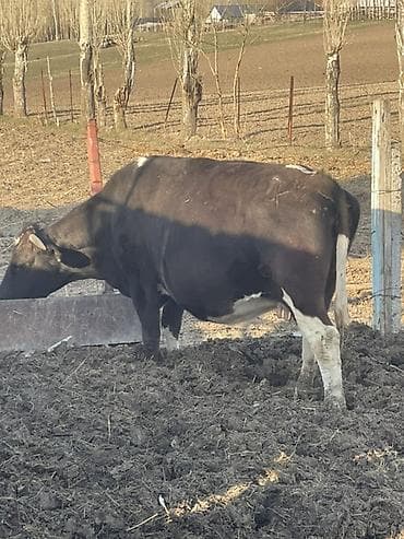 Продаю | Корова (самка) | Для молока