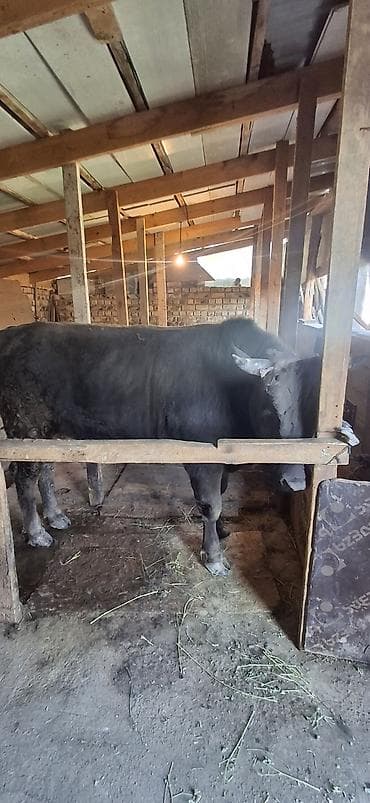 Продаю | Бык (самец) | На откорм | Привязанные