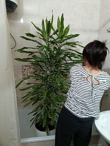 Крупные комнатные растения в декоративных кашпо (белые, с поддонами) — 2